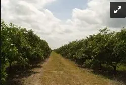 15255 111th Street, Fellsmere, FL 32948 - #1