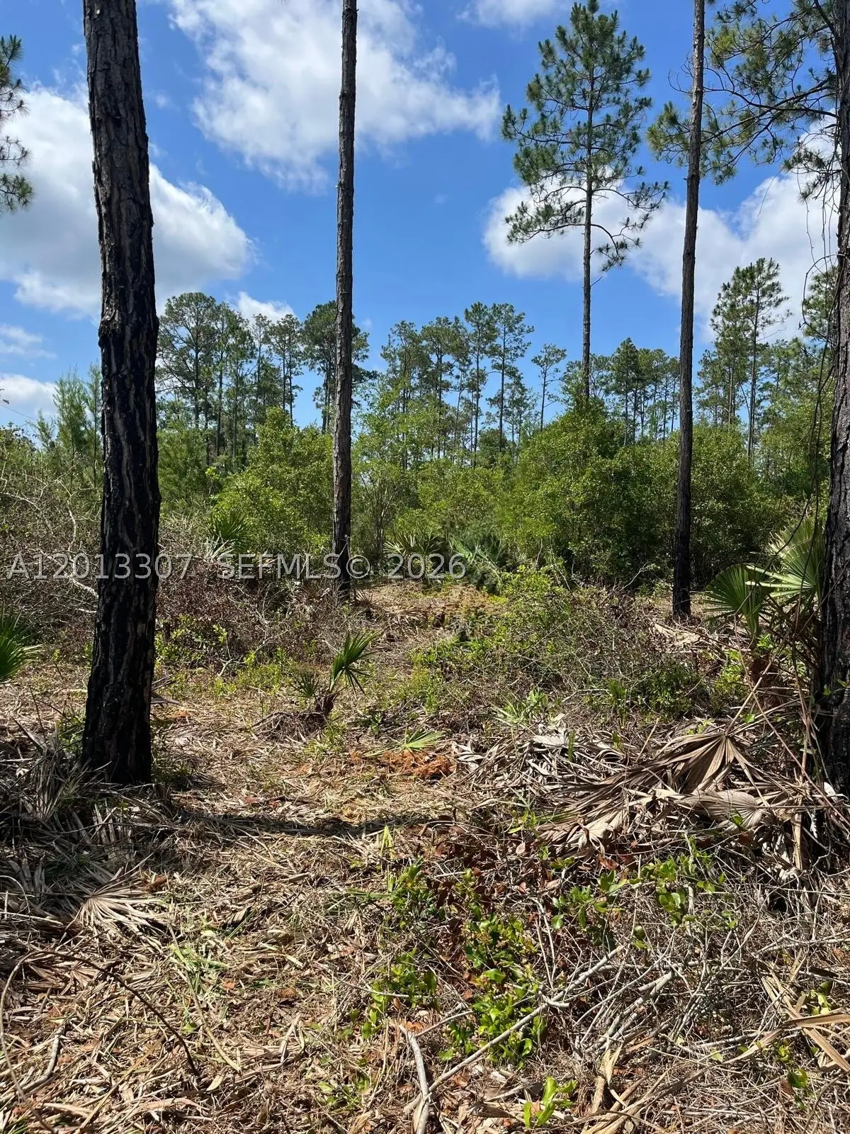 117 Lodge Pole, Georgetown, FL 32139 - #1