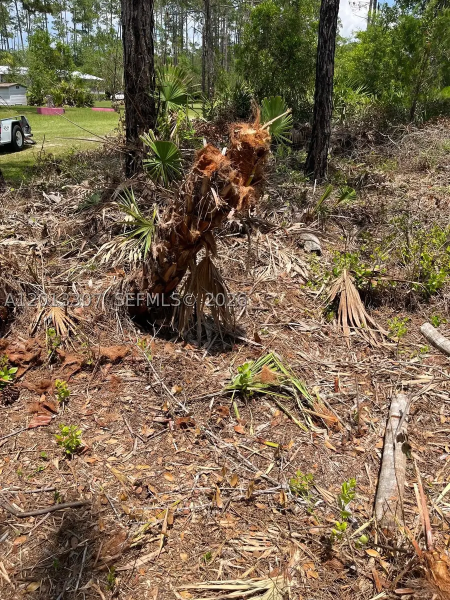 117 Lodge Pole, Georgetown, FL 32139 - #2