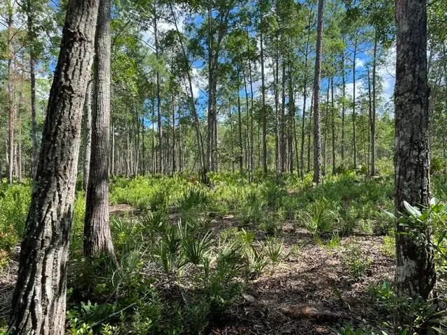 119 Palmetto Point Ln, San Mateo, FL 32187 - #2