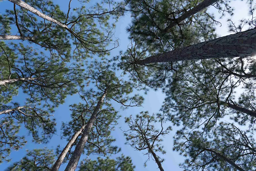 139 Winding Trail Way, Saint Teresa, FL 32358 - Image #3