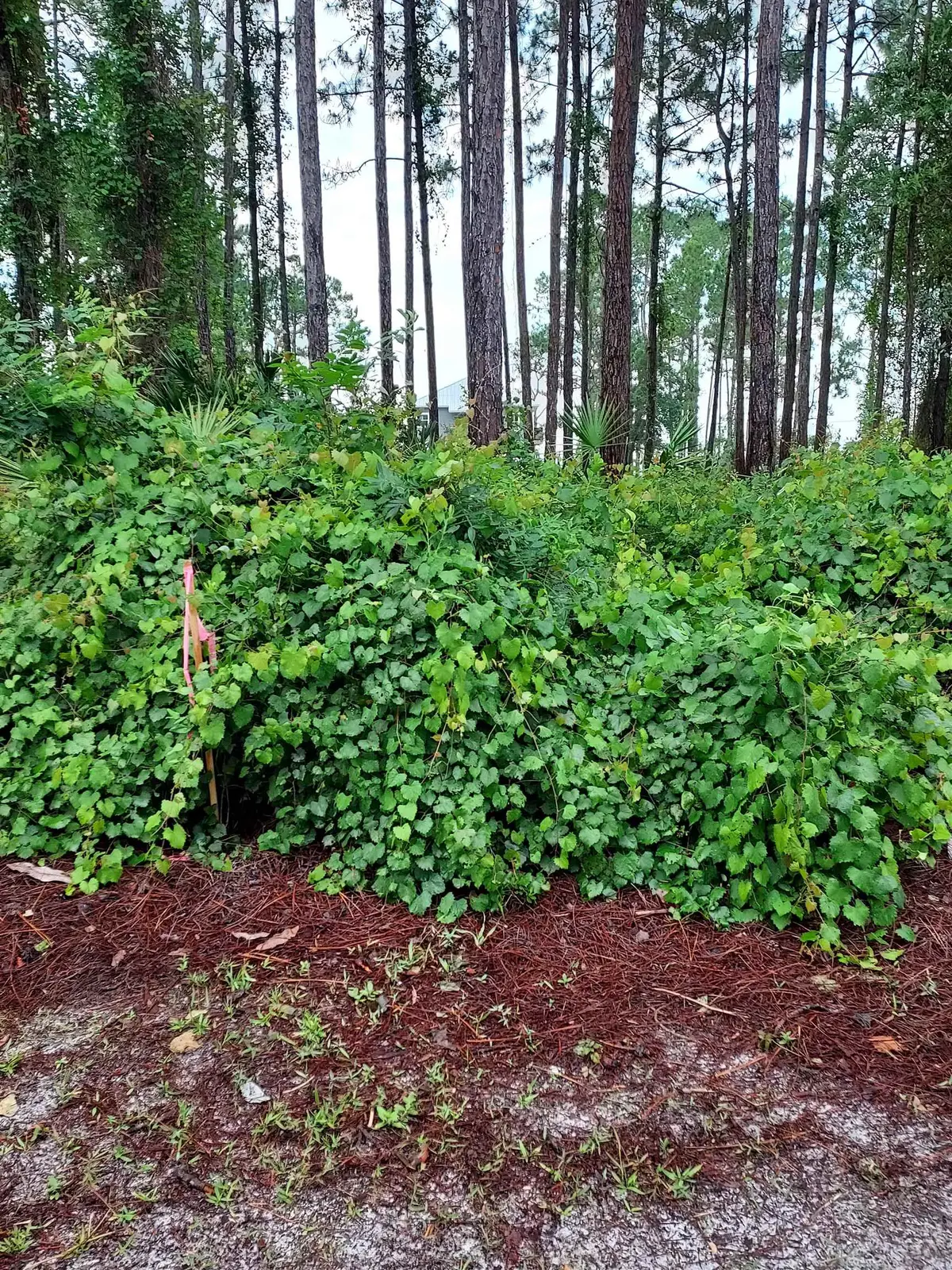 116 Royal Tern Way, Carrabelle, FL 32322 - Image #1