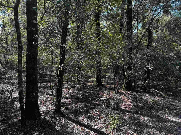 Clay Revell Road, Sopchoppy, FL 32358