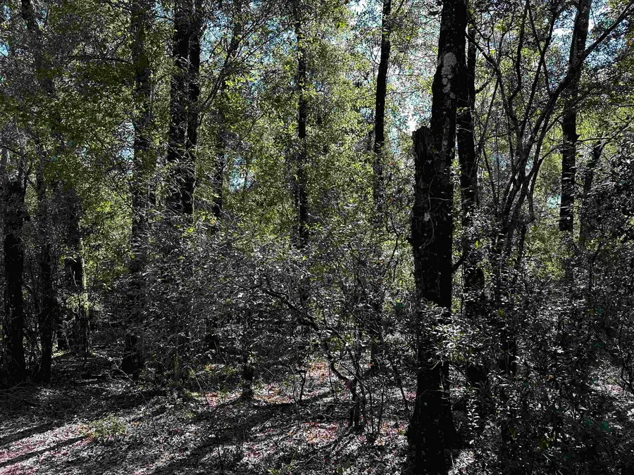 Clay Revell Road, Sopchoppy, FL 32358 - Image #2