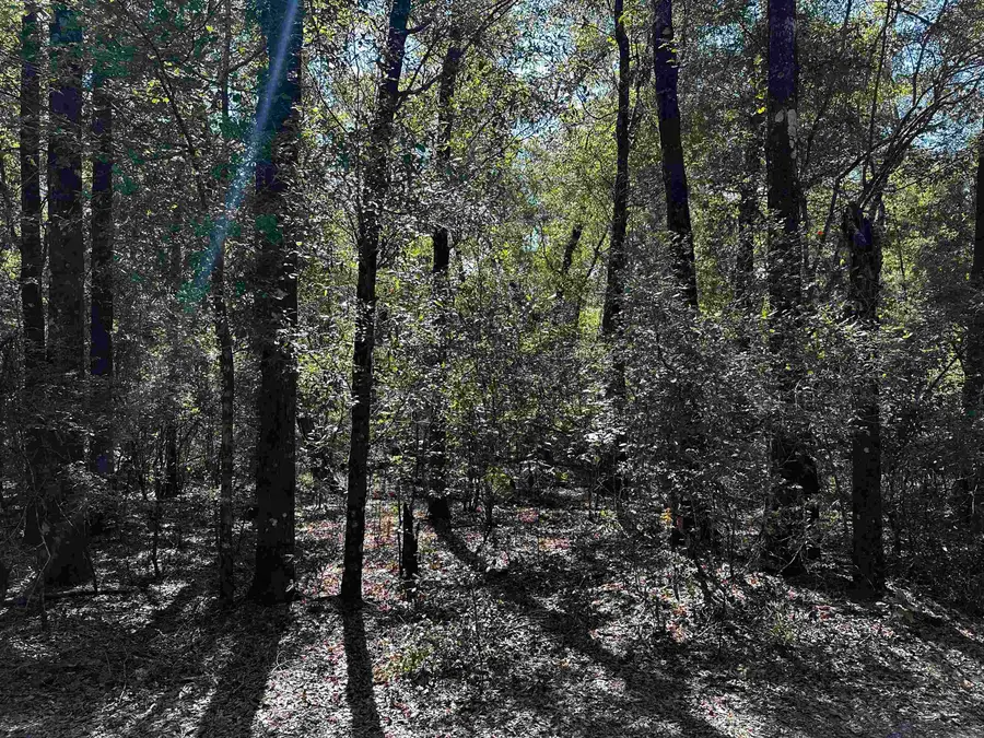 Clay Revell Road, Sopchoppy, FL 32358 - Image #3