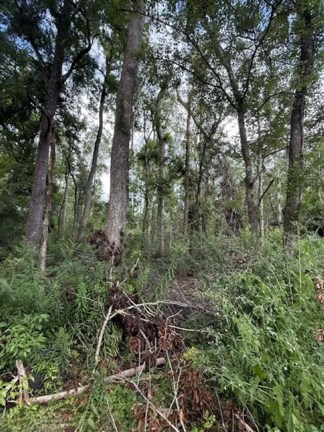 0 SW Bishop Avenue, Greenville, FL 32331 - Image #3