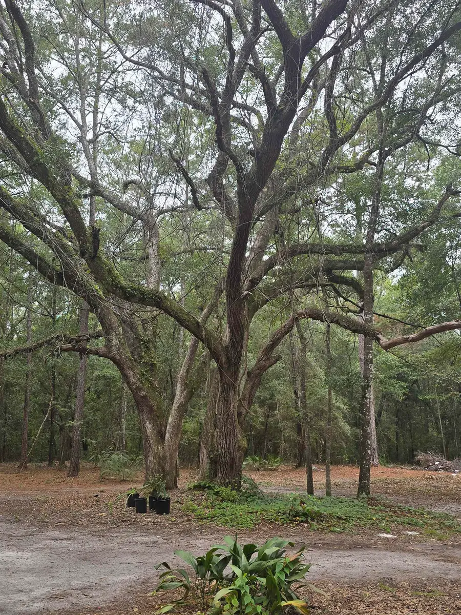 350 Tall Pine, Havana, FL 32333 - Image #3