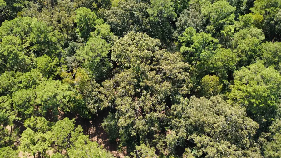 Dogwood Hill, Tallahassee, FL 32308 - Image #3