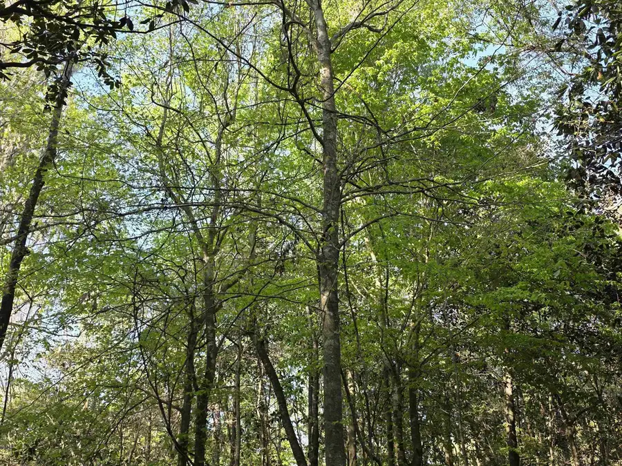 Williams Landing Road #Lots 25,26,27,28,29, Tallahassee, FL 32310 - Image #2