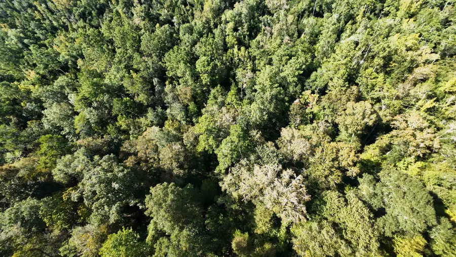 xx Nw County Road 270 Road, Bristol, FL 32321 - Image #3