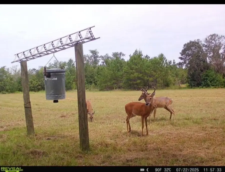 650 NW Florwers Rd Road, Madison, FL 32340 - Image #3