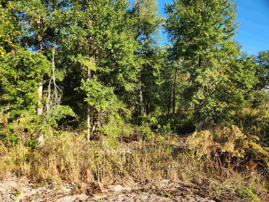 XXX NE Sr 20, Hosford, FL 32334 - Image #3