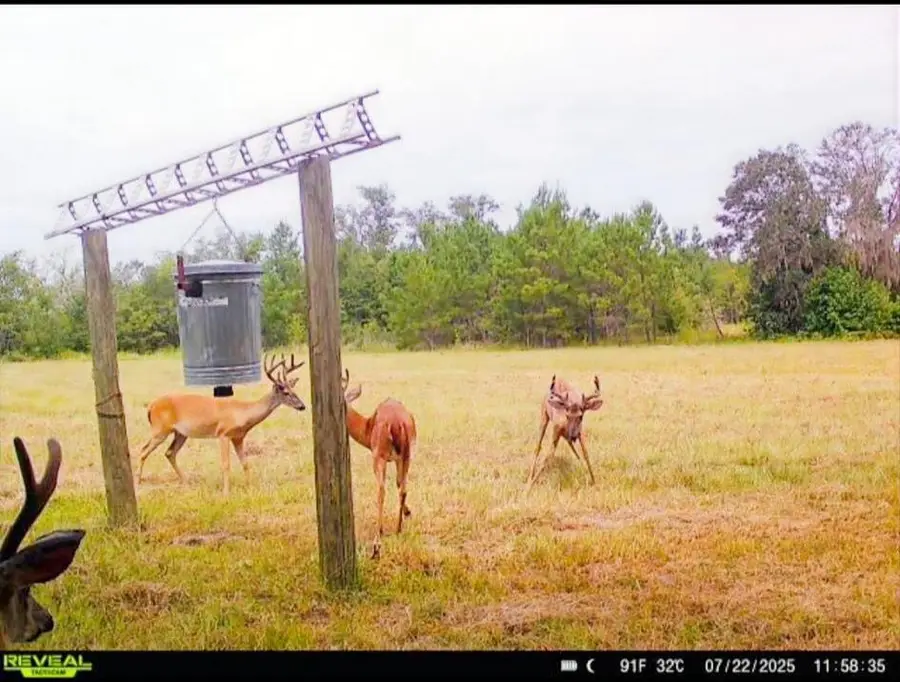 5000 NW Little Cat Rd, Madison, FL 32340 - Image #2