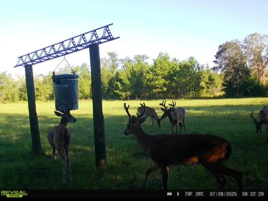 5001 NW Little Cat Road, Madison, FL 32340 - Image #3