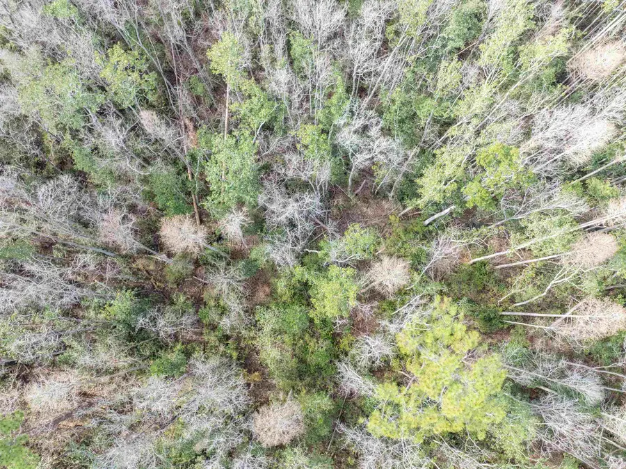 TBD Cr 6 E, Jasper, FL 32052 - Image #2