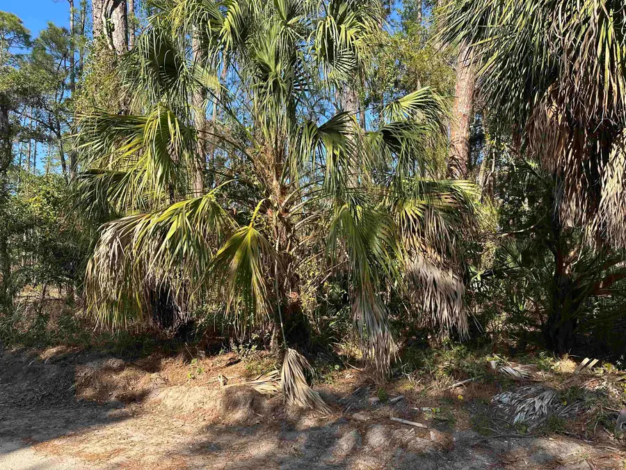 Lot 12 River Drive, Panacea, FL 32346 - #3
