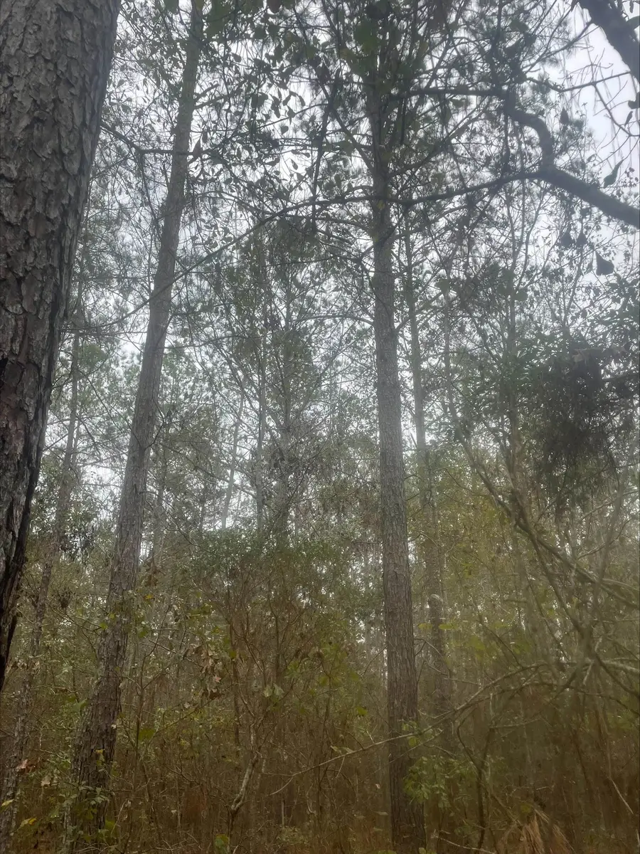 0 111 Highway, Calvary, FL 39828 - #3