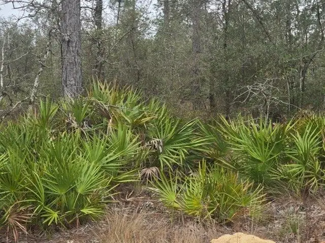 0000 NW Cr 274 Road, Altha, FL 32421 - #2