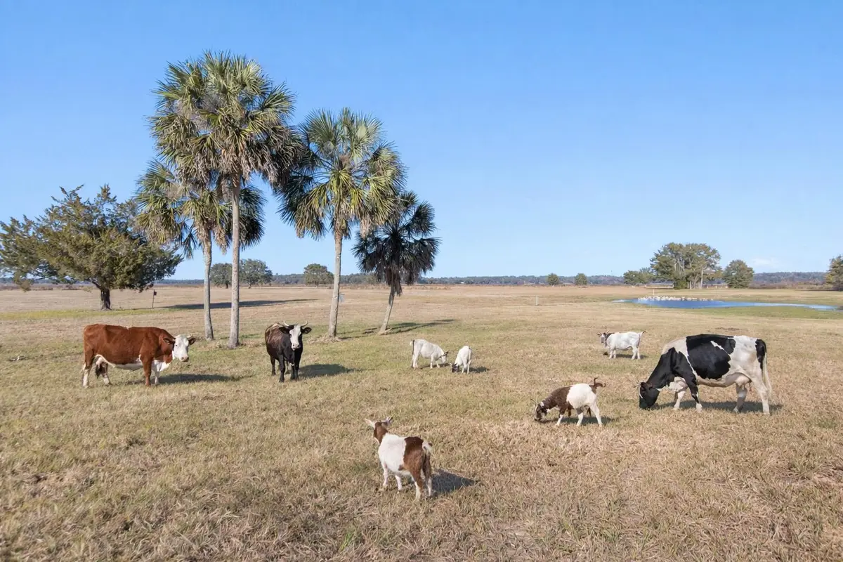 Jackson View Drive, Tallahassee, FL 32303 - #1