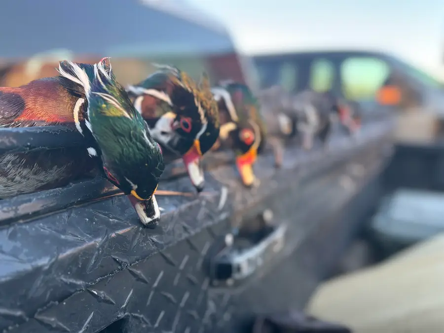 2909 N Shellman Bluff Road #2909 SHELLMAN BLUFF RD N, Townsend, GA 31331 - #2