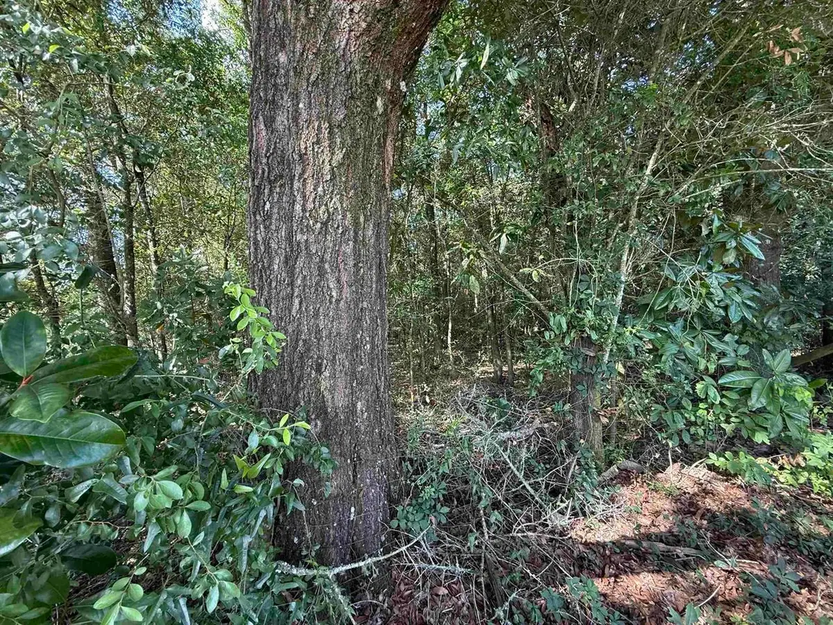 XXX Lewis Lane, Quincy, FL 32351 - #1