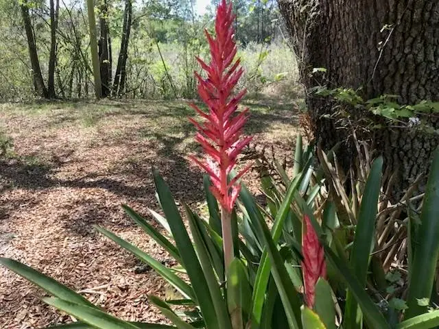 12 Lake Essay Drive, Panacea, FL 32346 - #3