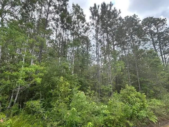 xx N 15th Avenue, Avalon, FL 32583 - #1