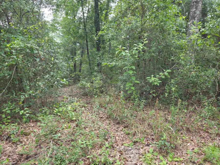 xxx NE Shadow Lane, Hosford, FL 32334 - #2