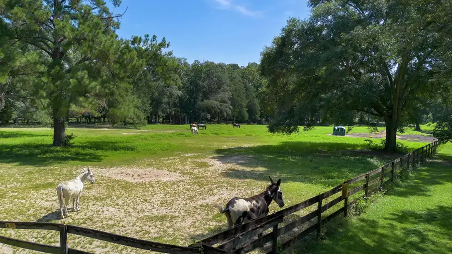 4439 Rabbit Pond Road, Tallahassee, FL 32309 - #3