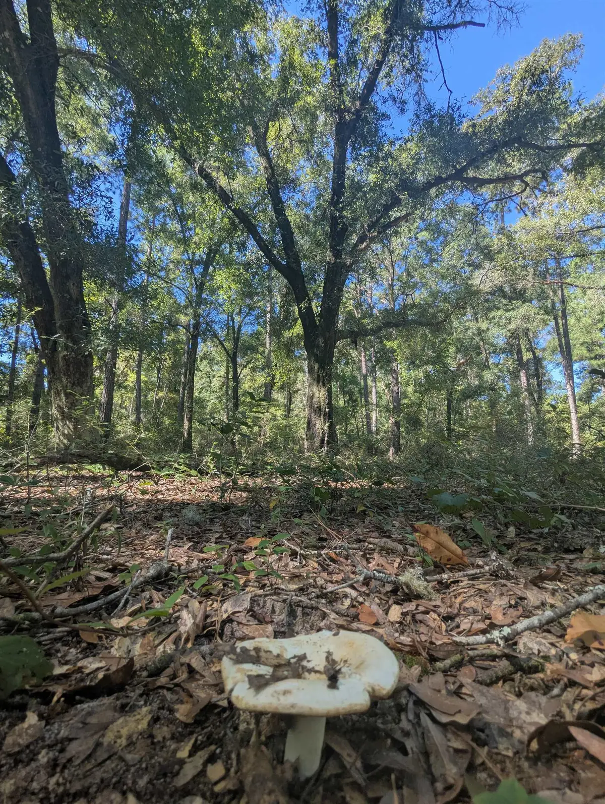 xx Crawfordville Highway, Crawfordville, FL 32327 - #1
