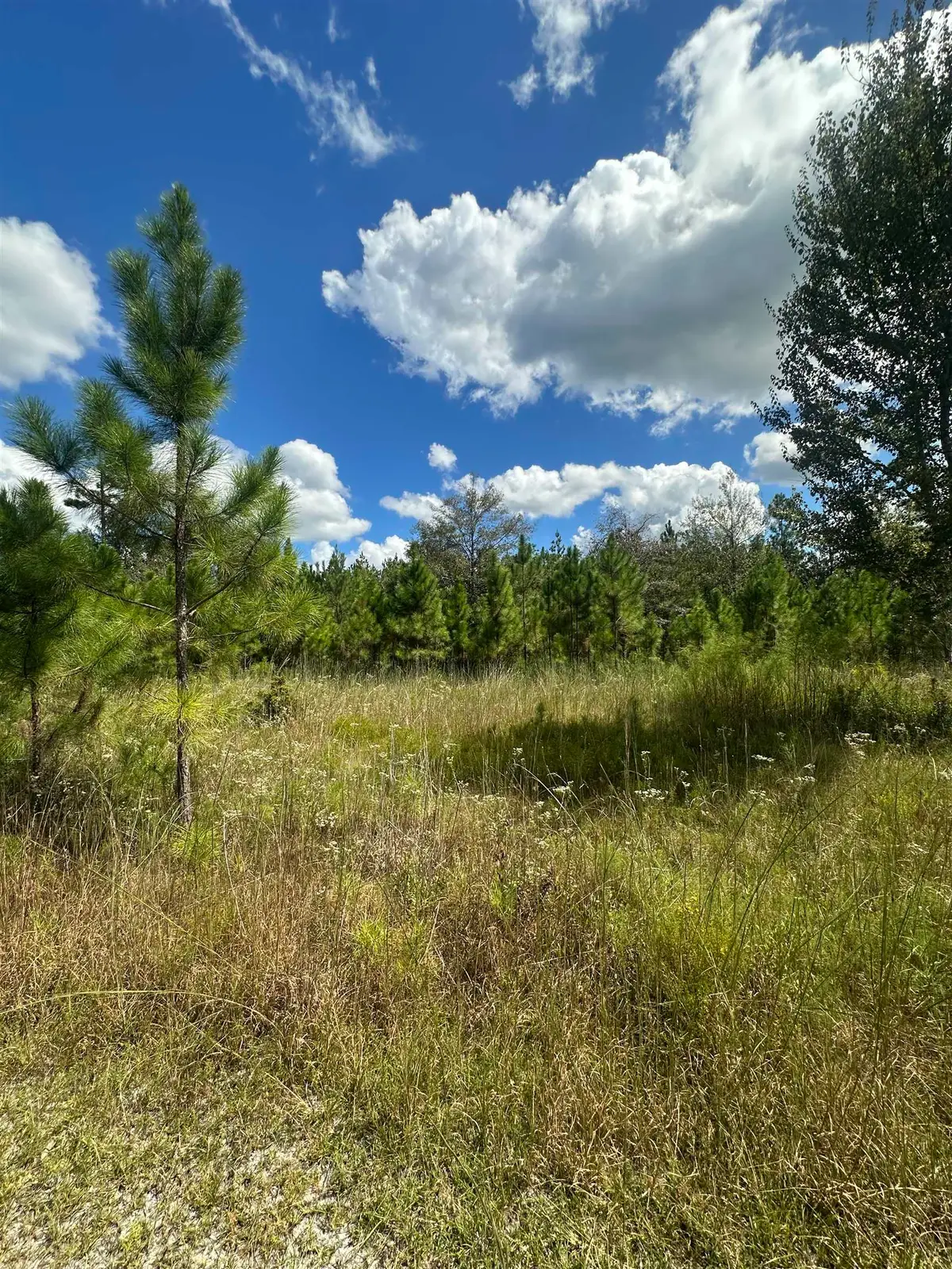 N Sr 71, Altha, FL 32421 - #1