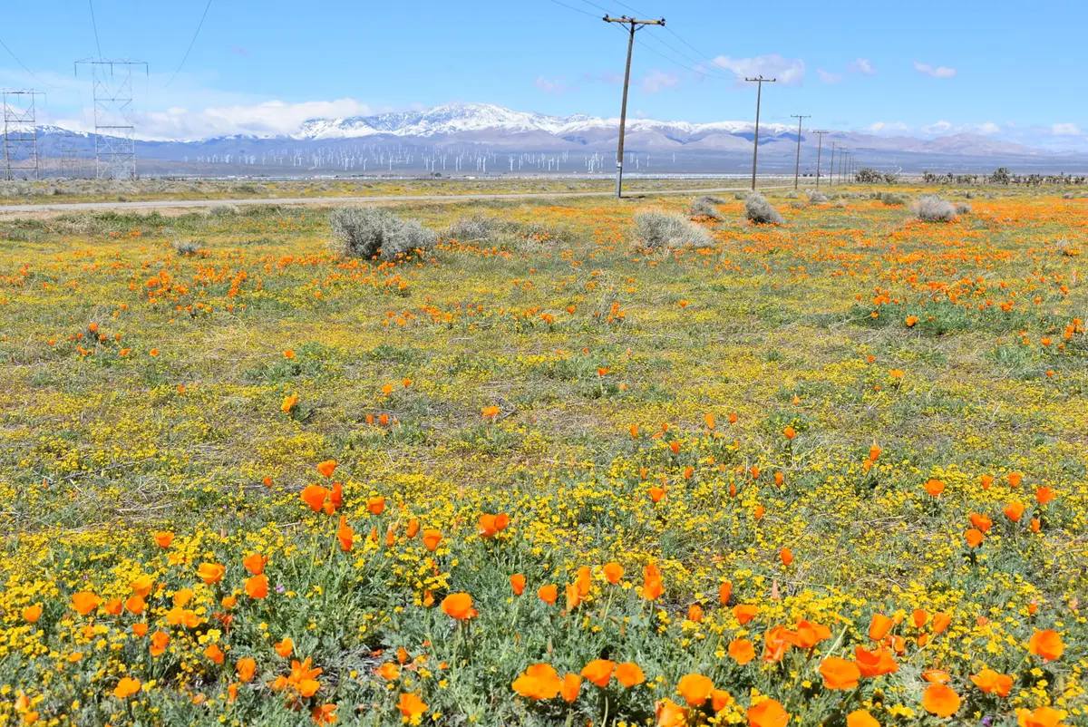 Cor Avenue C12 & 141st St West, Fairmont, CA 93536 - #1