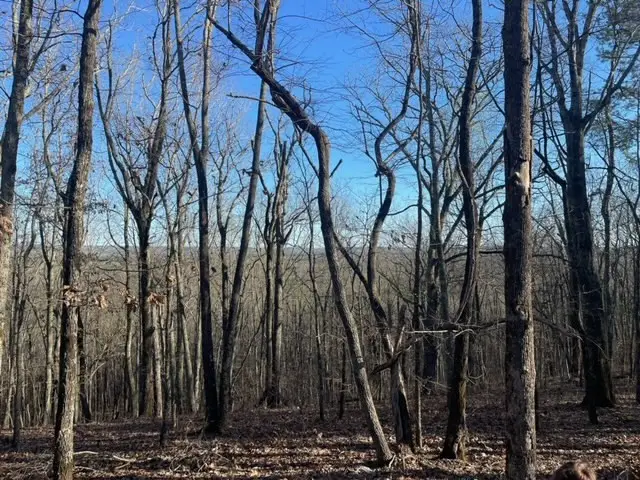 00Lot3 & Lot 4 Mountain Ridge Drive, Waverly Hall, GA 31831 - #3