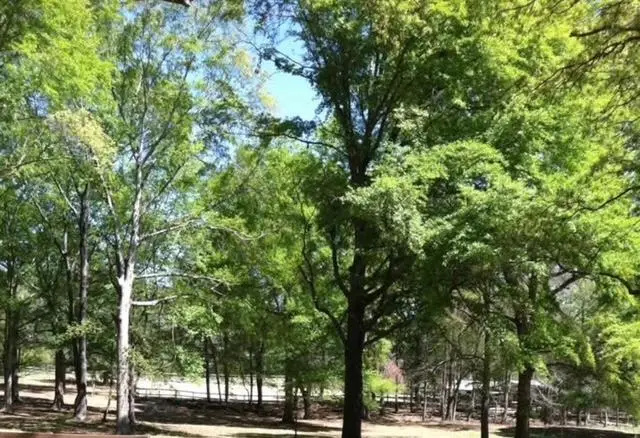 6601 Psalmond Road, Midland, GA 31820 - Image #3