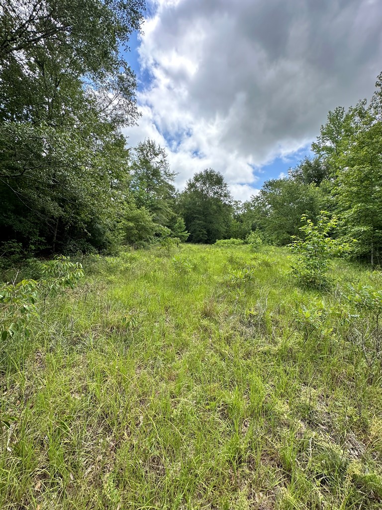 4130 Ga Highway 0026, Buena Vista, GA 31803 - #3