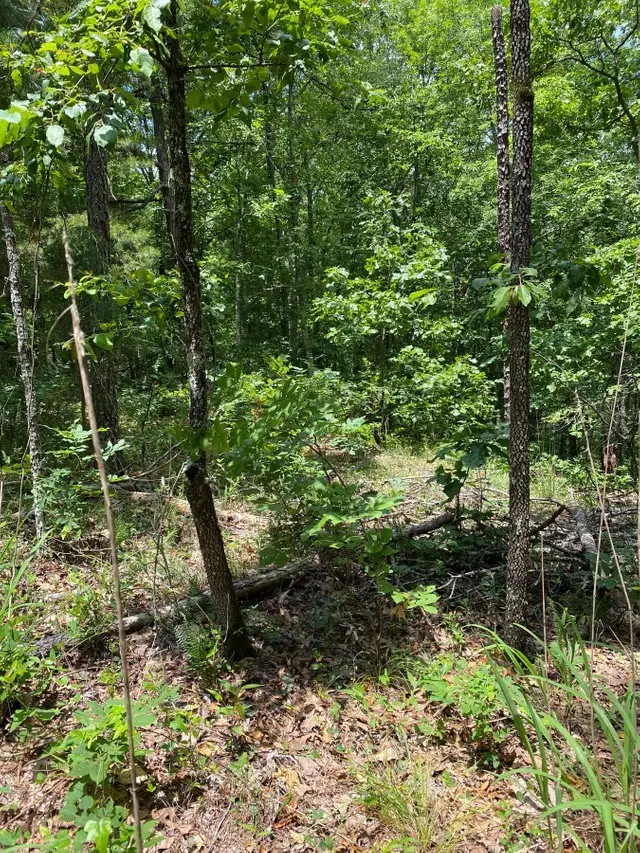 Lots 8 & 9 Mountain Ridge Drive, Waverly Hall, GA 31831 - Image #3