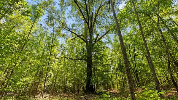 55.4 Acres Ga Highway 0355, BUENA VISTA, GA 31803