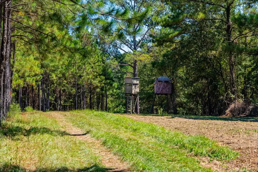 1901 Joe Wells Road, Buena Vista, GA 31803 - Image #3