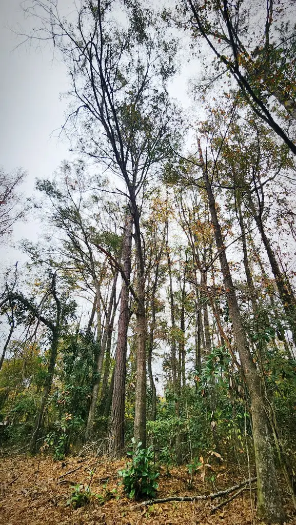 104 Ranch Road, Cusseta, GA 31805 - Image #3