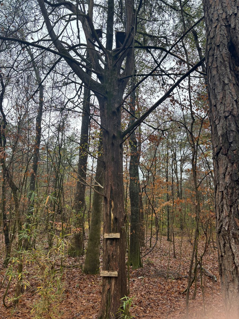 1206 Rock Bridge Drive, Columbus, GA 31904 - Image #3