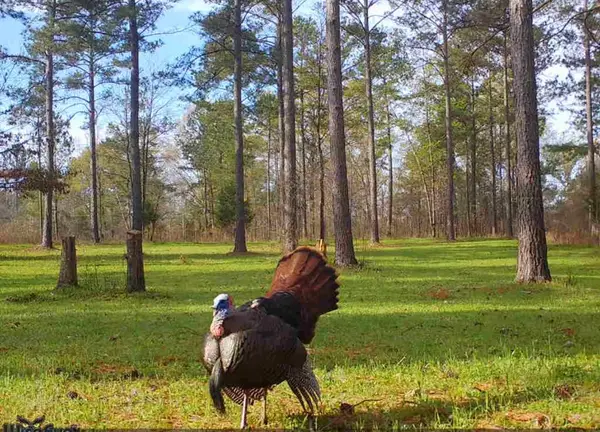 0 S Porter Road, SHILOH, GA 31826