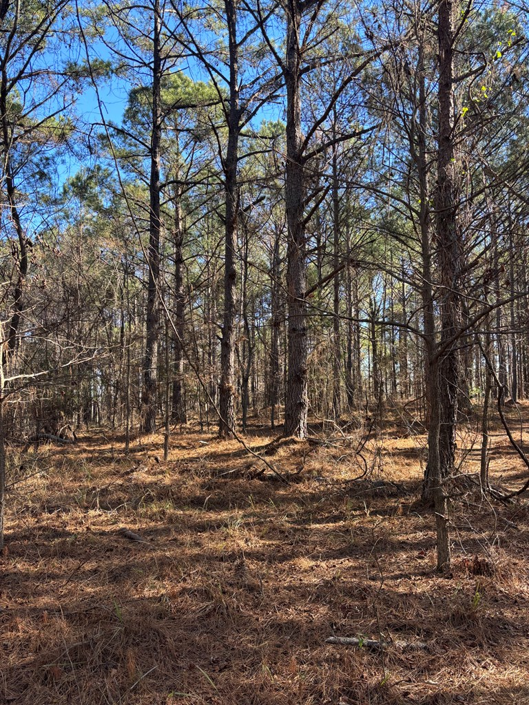 00 Geneva Highway, Talbotton, GA 31827 - #3