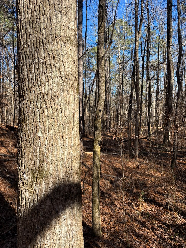 00 Carl Mathis Road, Talbotton, GA 31827 - Image #3