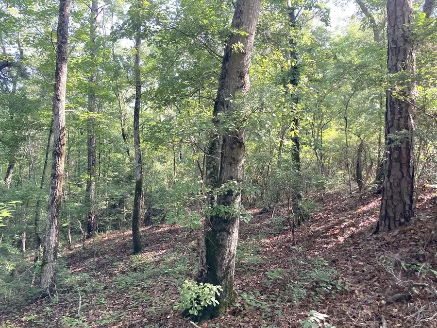 0 Firetower Road, Cusseta, GA 31805 - #2