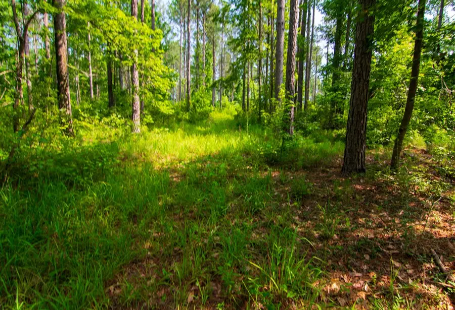 0 County Road 0071, Waverly Hall, GA 31831 - #3