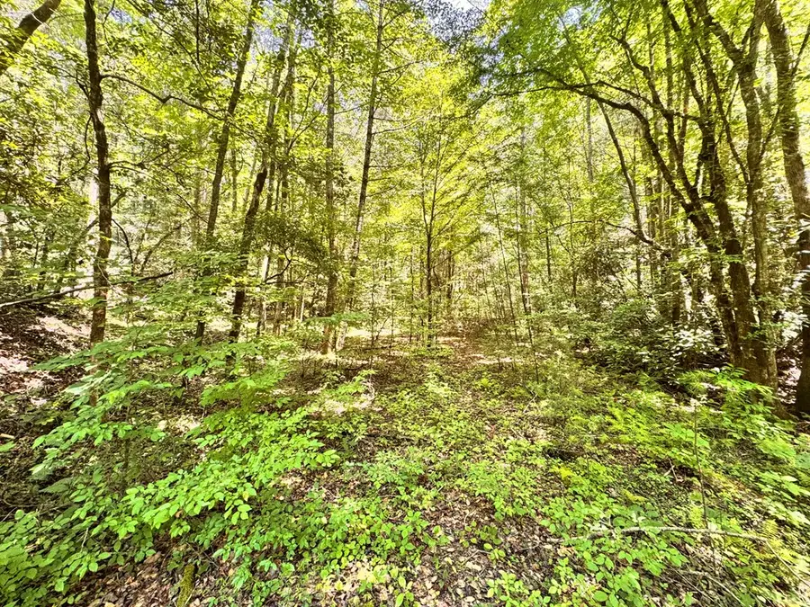 0 Grassy Mountain Road, Ellijay, GA 30540 - #3