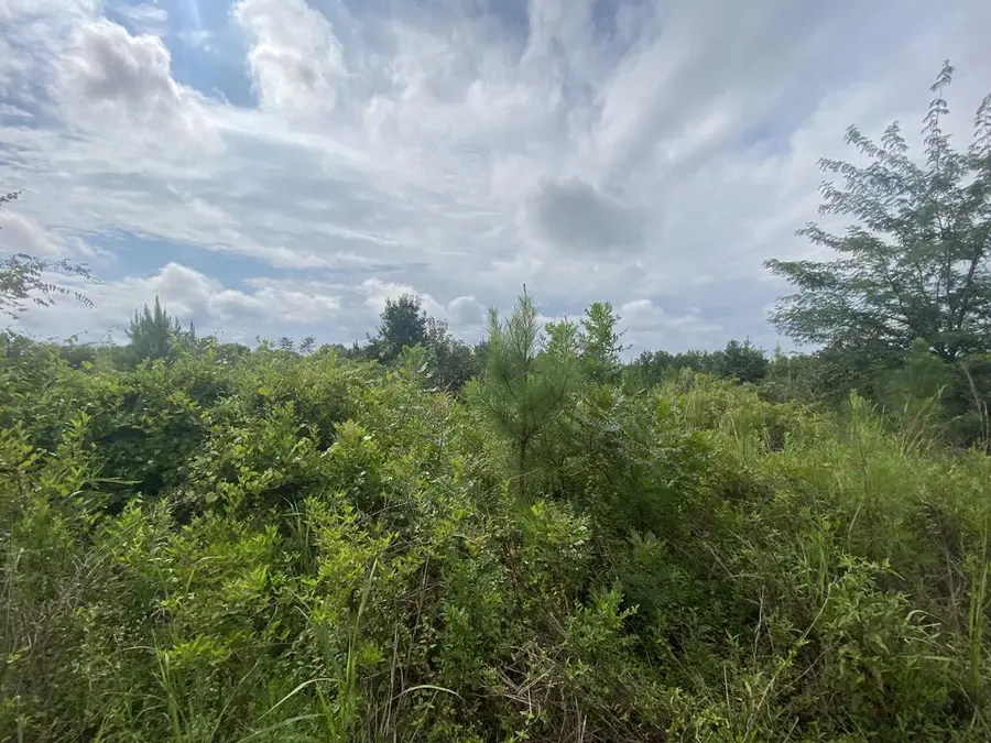 437 Acres Brown Creek Road, Shiloh, GA 31826 - #2