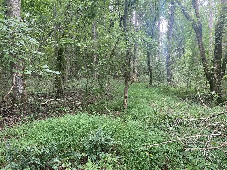 437 Acres Brown Creek Road, Shiloh, GA 31826 - #3