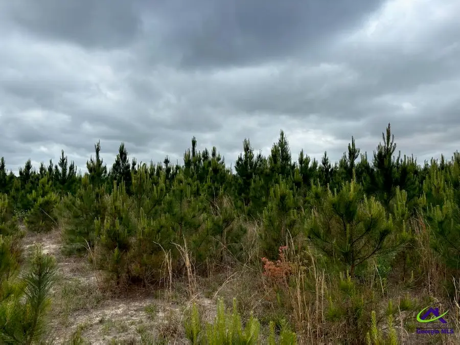 Cactus Hill Road, Roberta, GA 31078 - Image #3