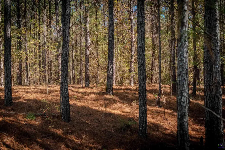 1446 Avera Road, Roberta, GA 31078 - Image #2